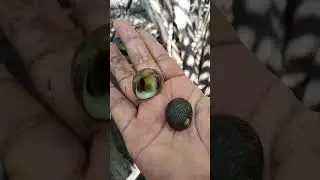 berburu siput hutan bakau🤗🤗