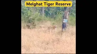 Rare 🐅 Sighting. #rare #tiger #tigersighting #sighting #safari #melghat #jungle #shorts #amazing.