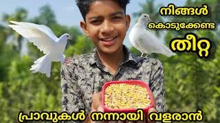 പ്രാവുകൾ നന്നായി വളരാൻ ഇങ്ങനെ Food കൊടുക്കൂ|Food for pigeon|How to feed pigeon malayalam|Pigeons