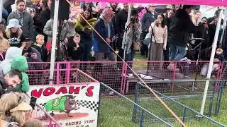 Noah&rsquo;s Pig Racing @ the Royal Hobart Show 2025