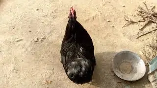 Aseel Rooster Best Western in the office today.