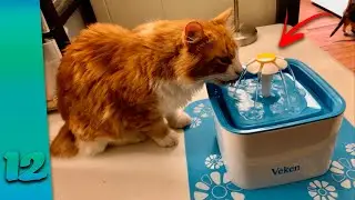 Top 12  Pet Gadgets On Aliexpress And Amazon 2020 | Amazing Products. Best Cat & Dog Toys you'd like
