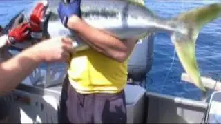 World record yellowtail!