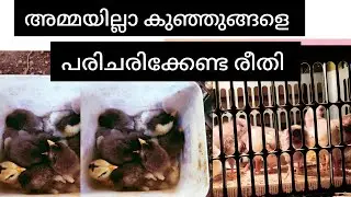 Day old chick care #Day old chick caring #