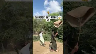 DANGEROUS BATS ATTACK 😱 | OMG Real Bat Hunting Moments  🦇🔥 #birdhunting#wildlife#naturehunting