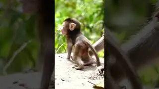 Safety is first priority for baby monkey Kenzo