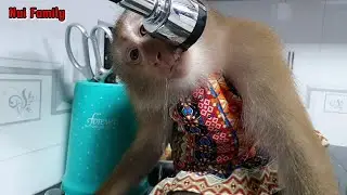 Monkey Nui is super smart and cute