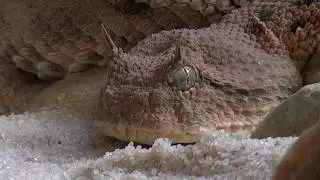 Free Stock Footage | Snake close up Video (Full HD)