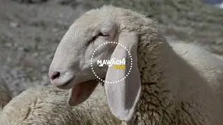 كم يصبح عدد الأغنام من نعجة واحدة بعد 10 سنوات؟