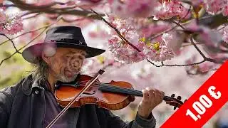Cherry Blossom Violin &mdash; HD Spring Performance Stock Footage (1080p)