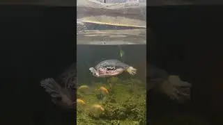 Pig-nosed Turtle | #Shorts | Cool Places