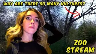 Explored the Austin Zoo&mdash;You Won&rsquo;t Believe What I Saw!