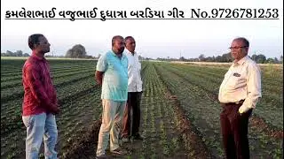 #farming #agriculture shraddha agro centre baradiya gir #organic #natural 