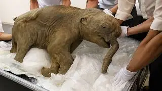 5 Prehistoric Animals Found Frozen in Ice
