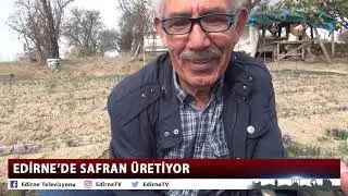 EDİRNE’DE SAFRAN ÜRETİYOR