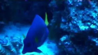 Purple Tang
