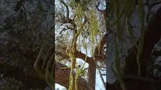 Khejri Tree I Thari Vegetable I Thari Seasonal Fruit I #vegetables #desert #peacockvillage