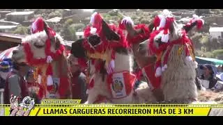 LLAMAS CARGUERAS ANDINAS  | Per&uacute;  | Cusco 🇵🇪