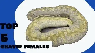 Top 5 Gravid Females @ RFC