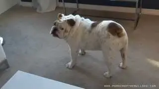 Porkchop the Bulldog Barking at a Scary Bag