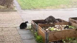 MooMin and New Cat in town 😲