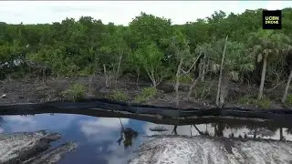 North Naples construction site shut down following removal of protected mangroves