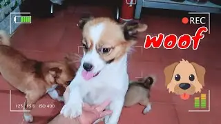 Mimi and Her Cute Puppies React When Owner Back Home 3 | Viral Dog Puppy