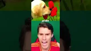 esse CACHORRO SALVOU a COPA do MUNDO