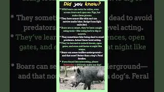 Wild Boar Facts That Sound Made Up (But Aren&rsquo;t)