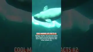 Belugas can turn their heads from side to side an ability most other whales and dolphins do not have