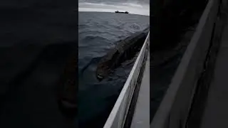Serpiente marina gigante cerca de barcos pesqueros   Giant Sea Snake Caught Near Fishing Boats