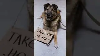 Smart Pet ID That Brings Lost Pets Home Faster 💜