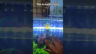 How to increase colours of your aquarium plants
