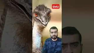 Meet the Largest Flightless Bird in Australia