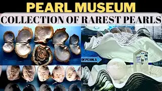 Pearl Museum In Mahabalipuram||Tamilnadu Chennai||@AlekhyasCorner