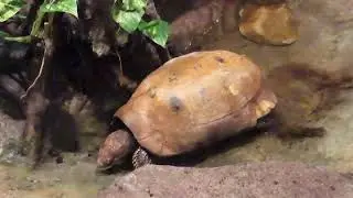 Ernstig bedreigde Geelkoplandschildpad.