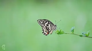 Mindful Butterfly Watching | Relax Your Mind with Nature 🌼 #Butterfly #NatureVideo #relaxing