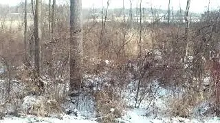 Wixom 1/19/2018