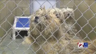 RISPCA removes nearly 40 dogs from Pawtucket home