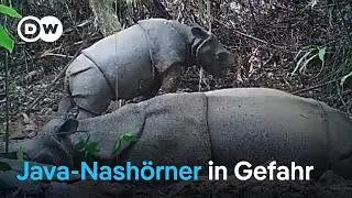 Kampf gegen Nashorn-Wilderer in Indonesien | DW Nachrichten