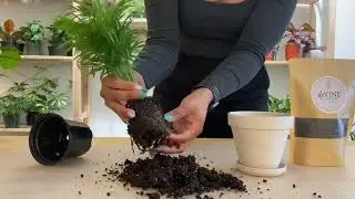 Parlor Palm Repotting