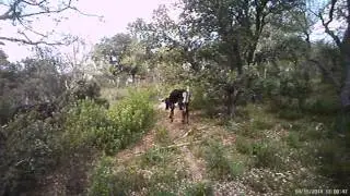 Demo Video Trailcam caza, esperas y vigilancia Ltl Acorn 5310 Wide Lense