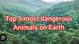 The Top 5 most dangerous animals on Earth #animals #wildlife #facts 