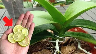 Just have lemon! Orchids immediately burst into many buds and bloomed forever