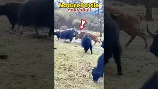 Yak vs Bull: Epic Nature Battle! #shorts #battle