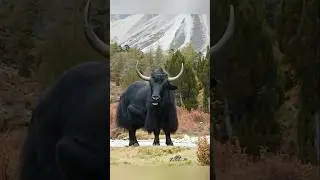Tibetan Yak &ndash; बर्फीली पहाड़ियों का ताकतवर जानवर