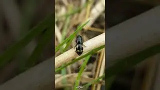 a Bug's Thoughts (Four-spotted Sap Beetle)