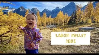 Larch Trees in Banff National Park! (Hiking Larch Valley)