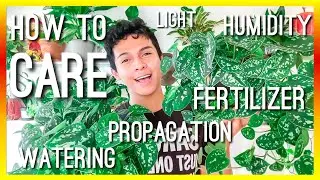 HOW TO CARE FOR SILVER SATIN POTHOS | FERTILIZER, WATERING, LIGHT, PROP SCINDAPSUS PICTUS HOUSEPLANT