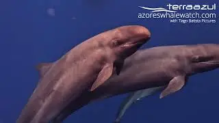 False Killer Whale / Pseudorca crassidens in S&atilde;o Miguel, Azores | TERRA AZUL&trade;